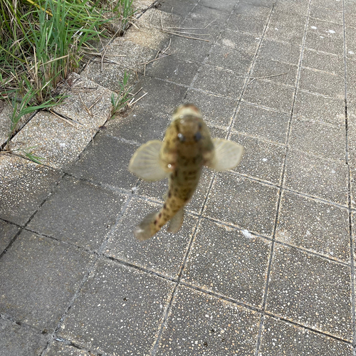 ハゼの釣果