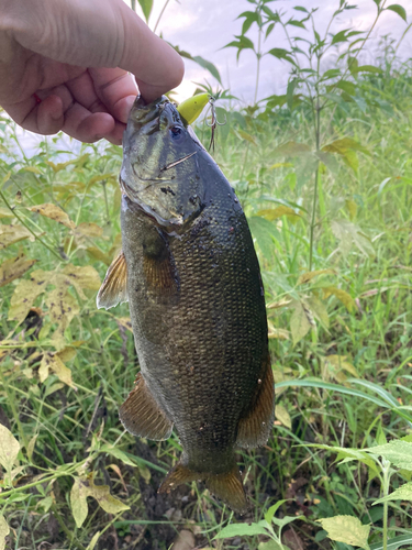 スモールマウスバスの釣果