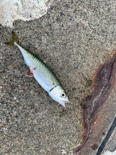 サバの釣果