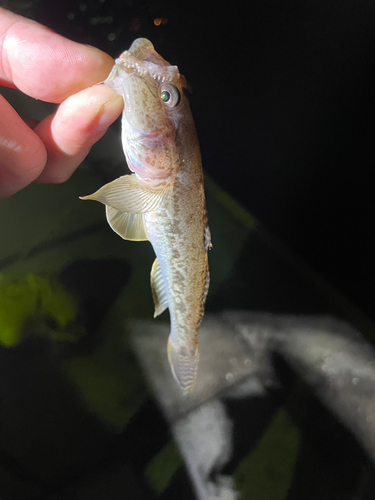 マハゼの釣果