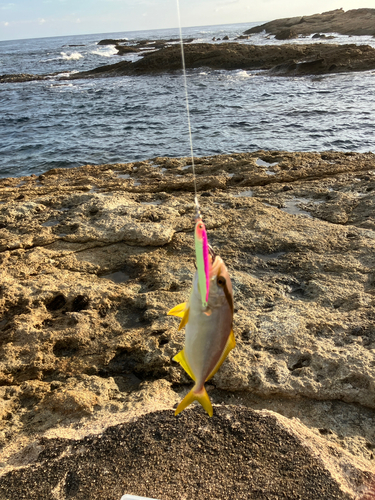 シオの釣果