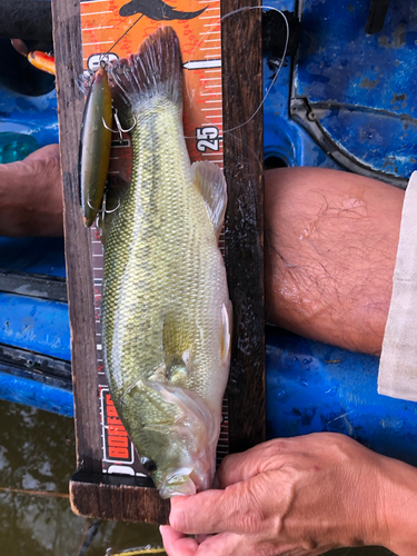 ブラックバスの釣果