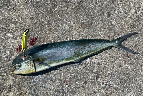 シイラの釣果