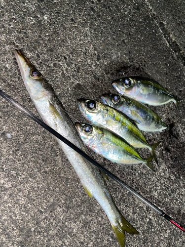 メアジの釣果