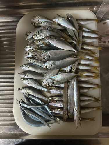 釣果