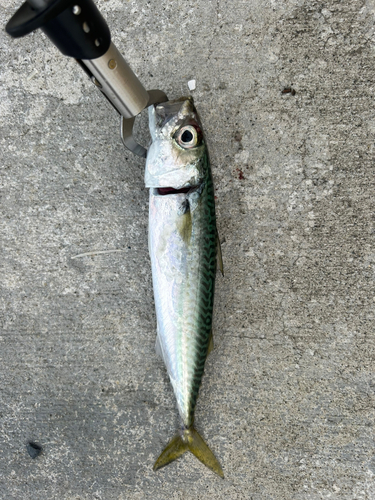 サバの釣果