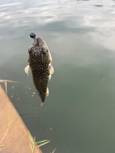 フグの釣果