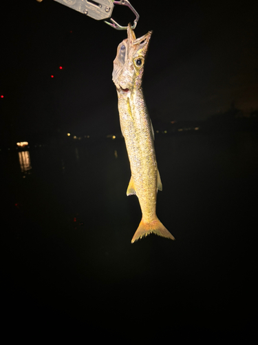 カマスの釣果