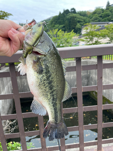 ブラックバスの釣果