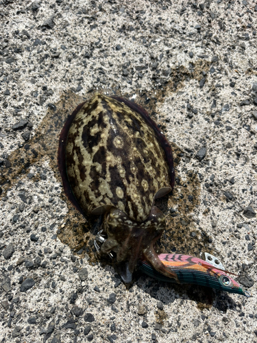 コウイカの釣果