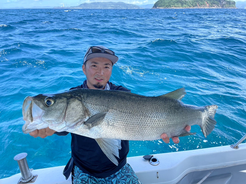 ヒラスズキの釣果