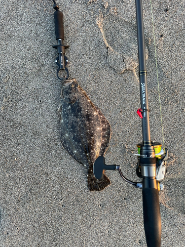 ヒラメの釣果