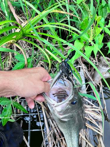 ブラックバスの釣果