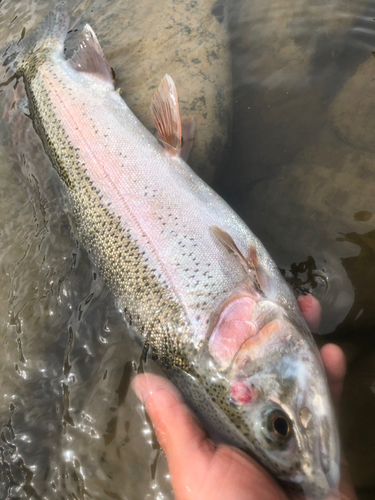 ニジマスの釣果