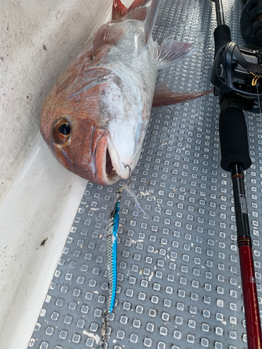 マダイの釣果