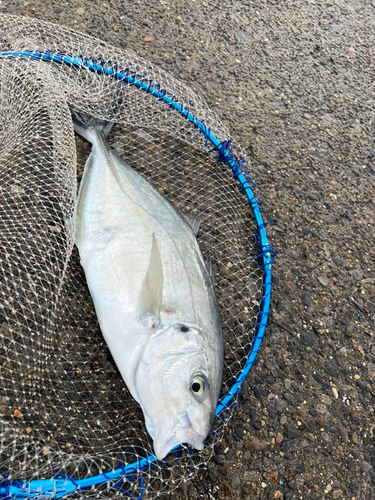 シマアジの釣果