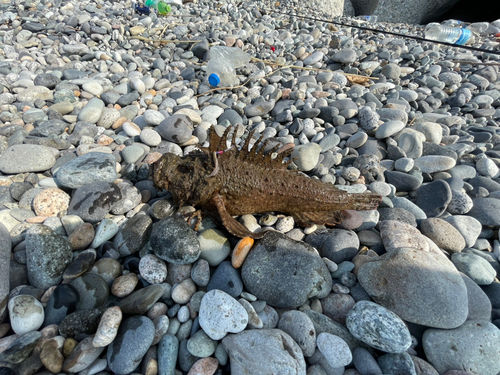 オニオコゼの釣果