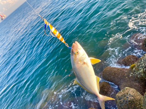 ネリゴの釣果