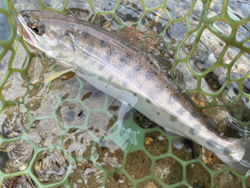 ヤマメの釣果