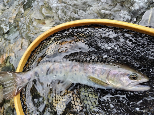 ヤマメの釣果