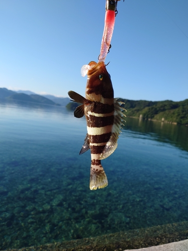 アオハタの釣果