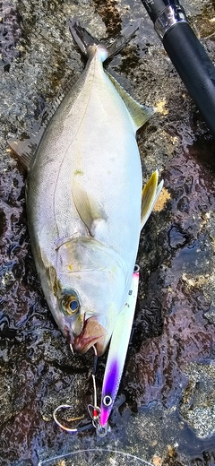 ショゴの釣果