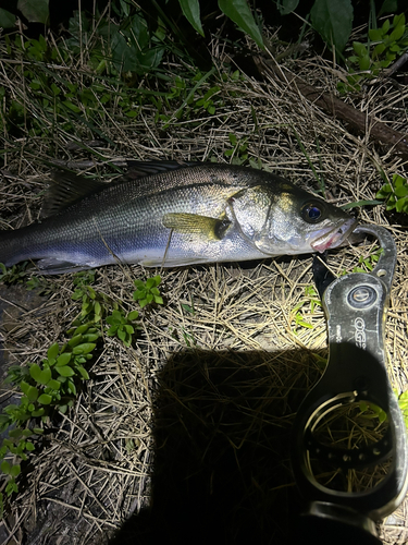 スズキの釣果