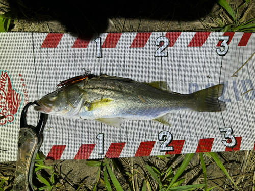 シーバスの釣果