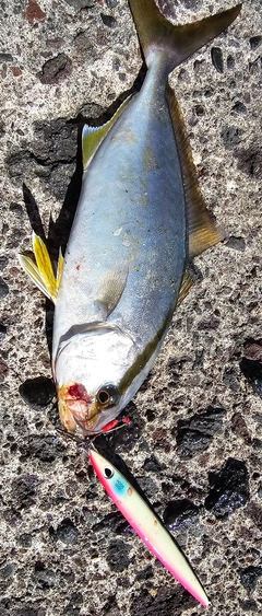 ショゴの釣果