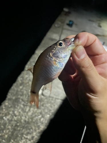 ネンブツダイの釣果