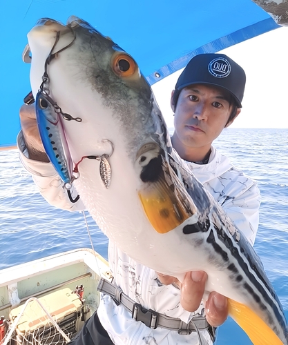 シマフグの釣果