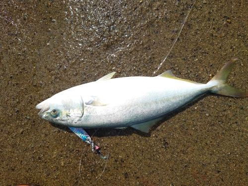 イナダの釣果