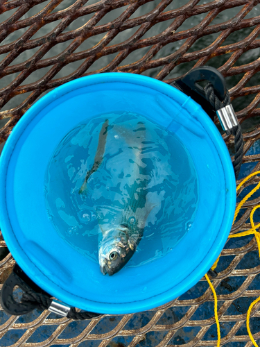 コノシロの釣果