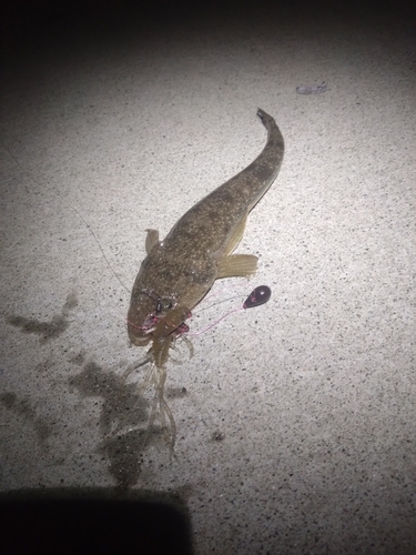 マゴチの釣果