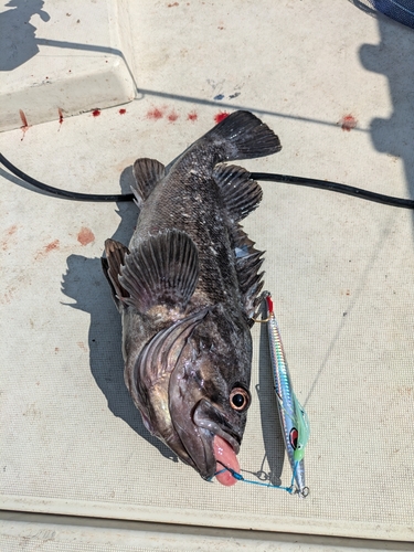 クロソイの釣果