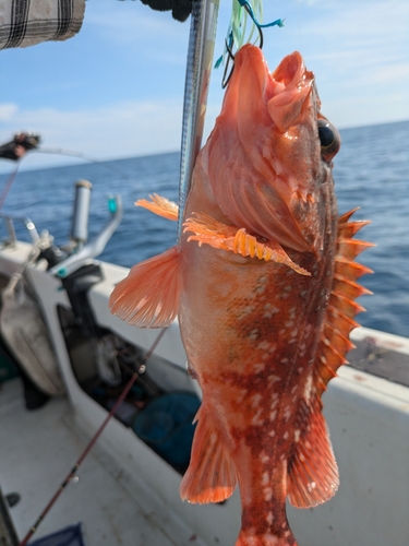 ウッカリカサゴの釣果