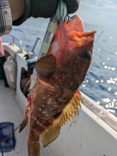 キジハタの釣果