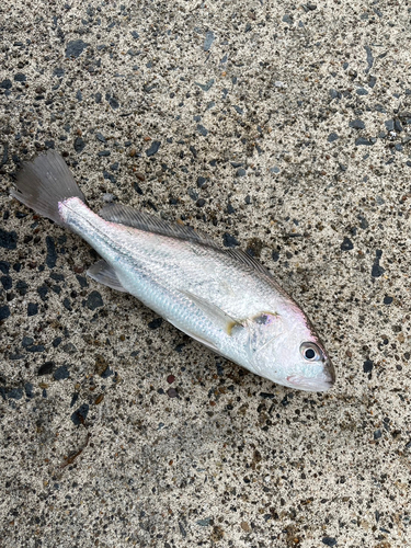 イシモチの釣果