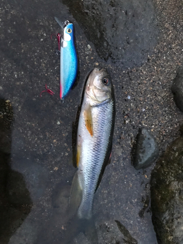 カワムツの釣果