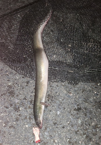 ウナギの釣果