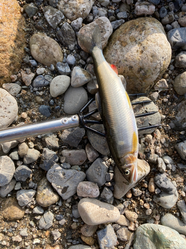 アユの釣果