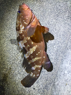 アコウの釣果