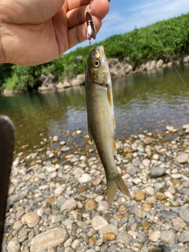 ウグイの釣果