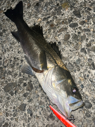 シーバスの釣果