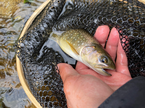 アメマスの釣果