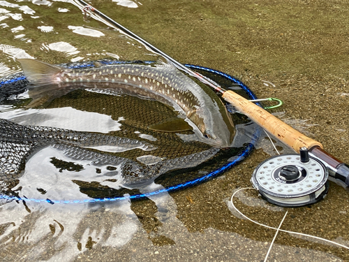 アメマスの釣果