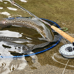 アメマス