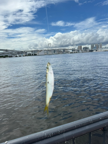 サッパの釣果