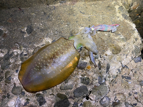 アオリイカの釣果