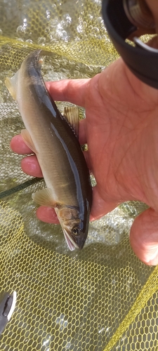 アユの釣果